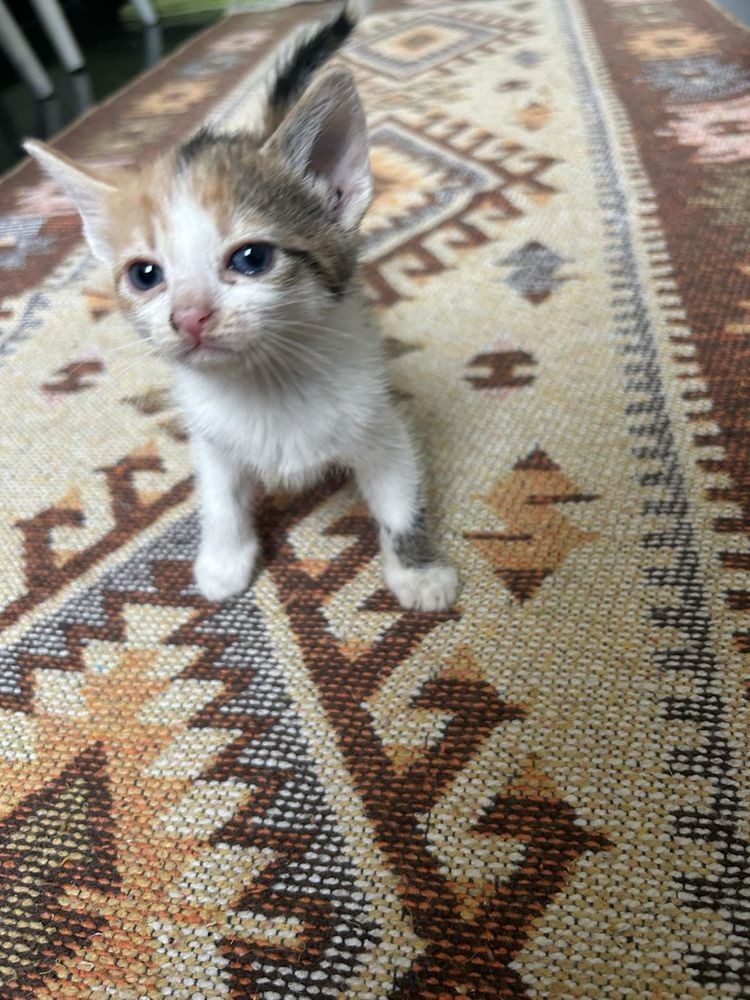 Котенца си търсят дом