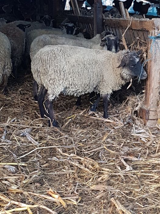 De vanzare oi metis de suffolk