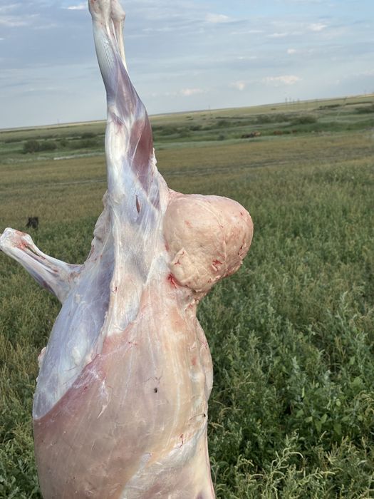 Овцы кой сатылады доставка по городу !  Можно по kaspi  RET