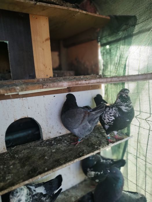 De vânzare porumbei kingi