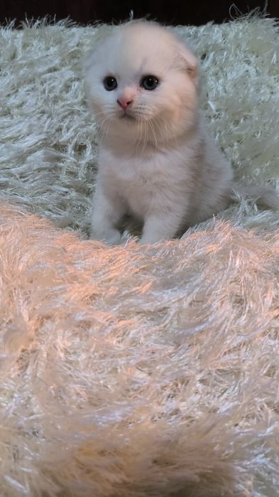 Животные кошки и