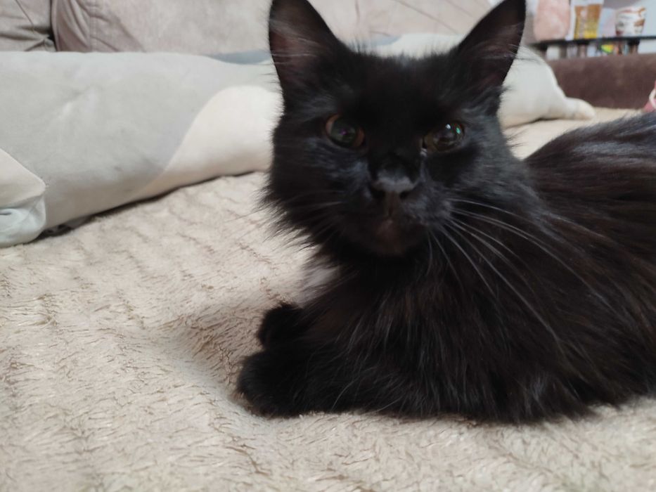 Ищем любящую семью