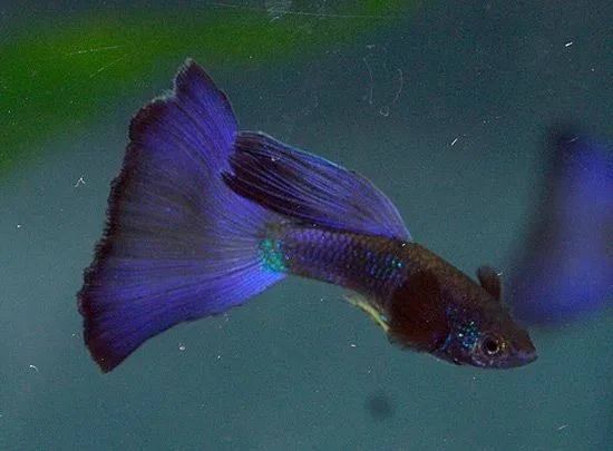 Гуппи московская синяя