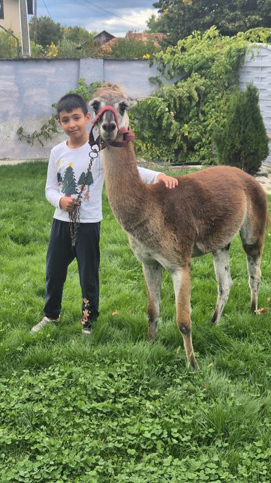 Masculi Alpaca si Lama ff blanzi, posibil schimb