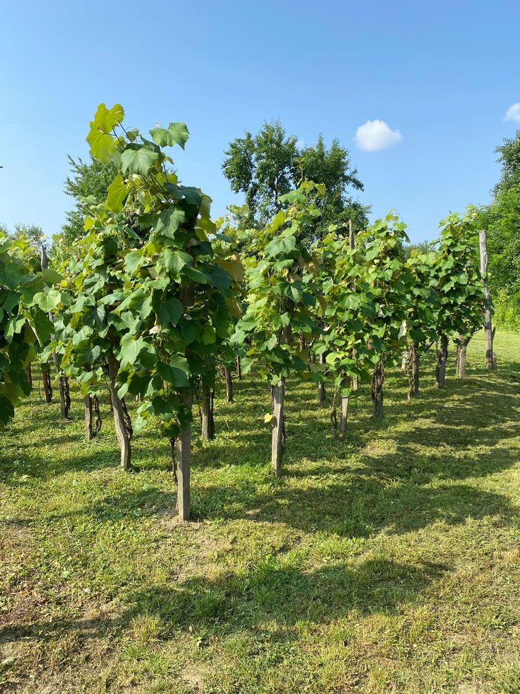 Teren 300m2 cu vie zona Cartiu-Dealul Mare