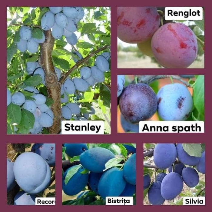 Vând Pomii Fructiferi Altoiți anul 2 si 3 direct de la PRODUCĂTOR