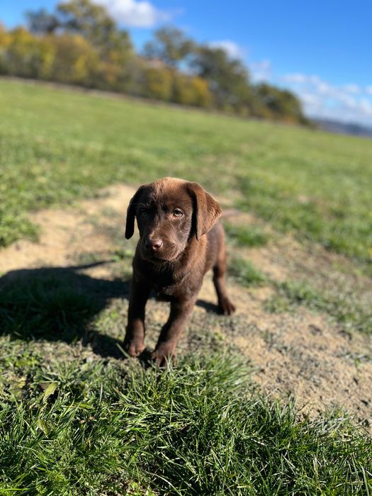Labrador retriever ciocolatiu
