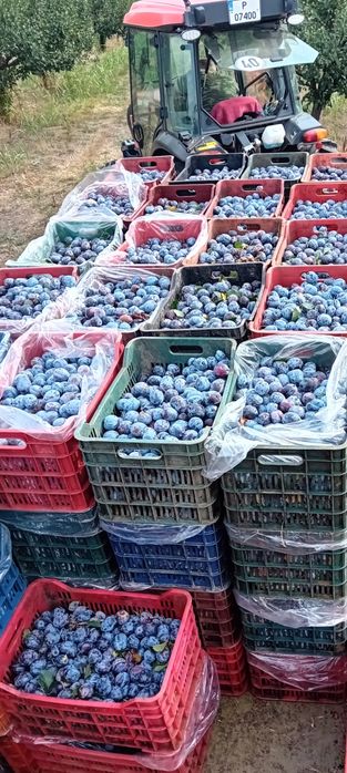 Când prune pentru țuică și pălincă,transport gratuit