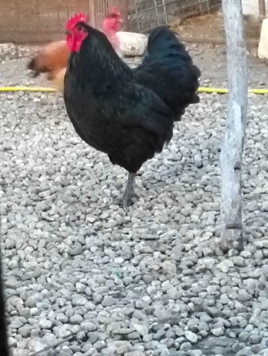 Vând sau schimb cocoș astralorp