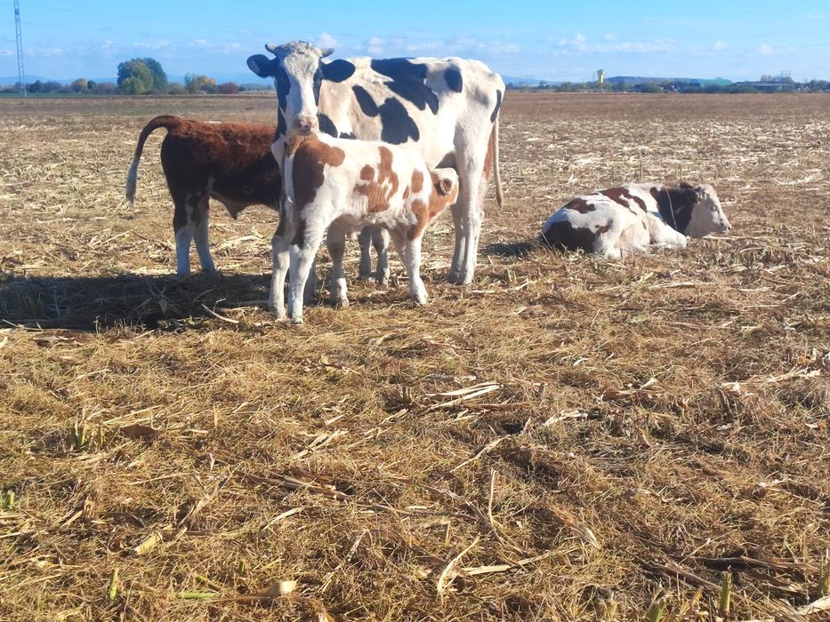 Vând vaci și vitele