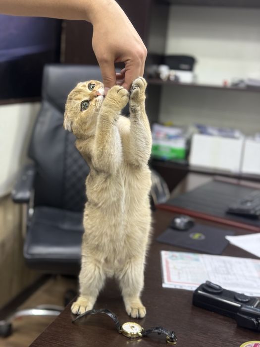 Продается катенок золотая шиншила фолд N 12