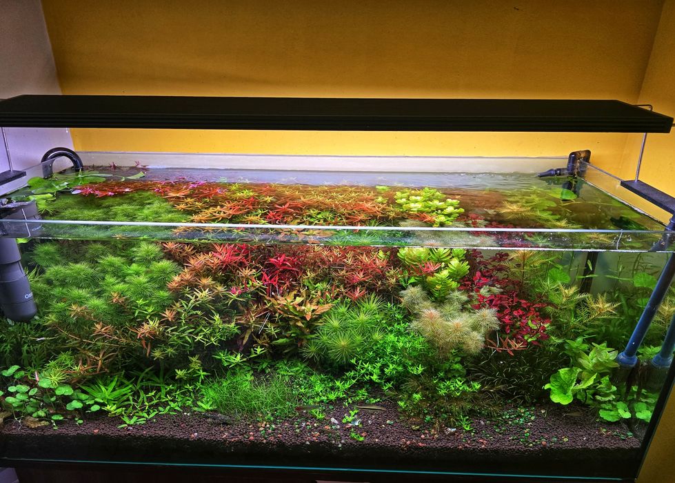 Plante Naturale Acvariu