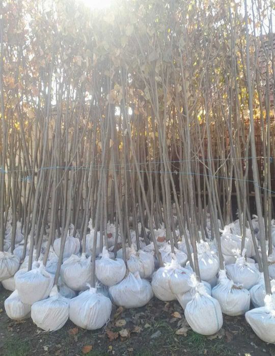 Copaci Eleganți pentru Grădini Refinate | Mesteacăn Betula