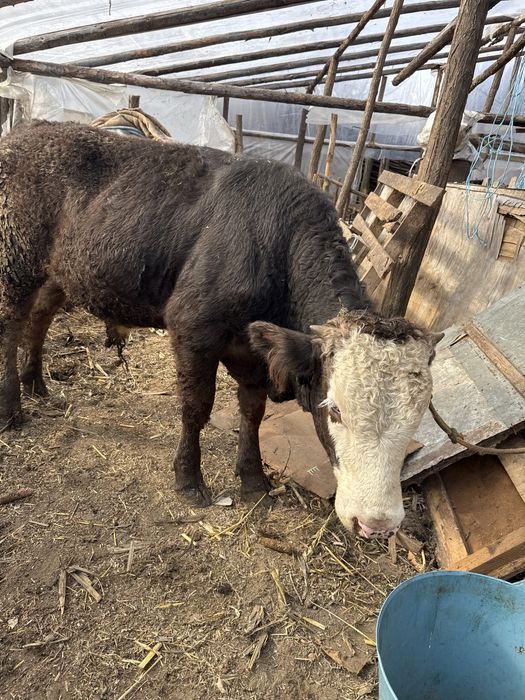 Taur  rasa brun la 6 luni