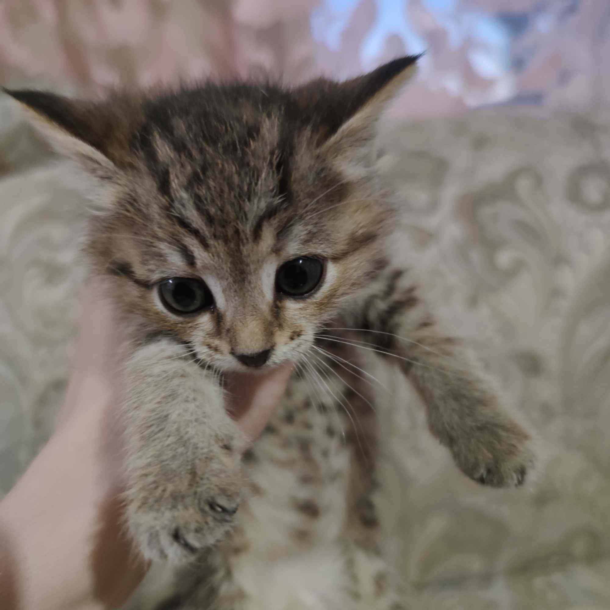 Самые милые котята ищут дом