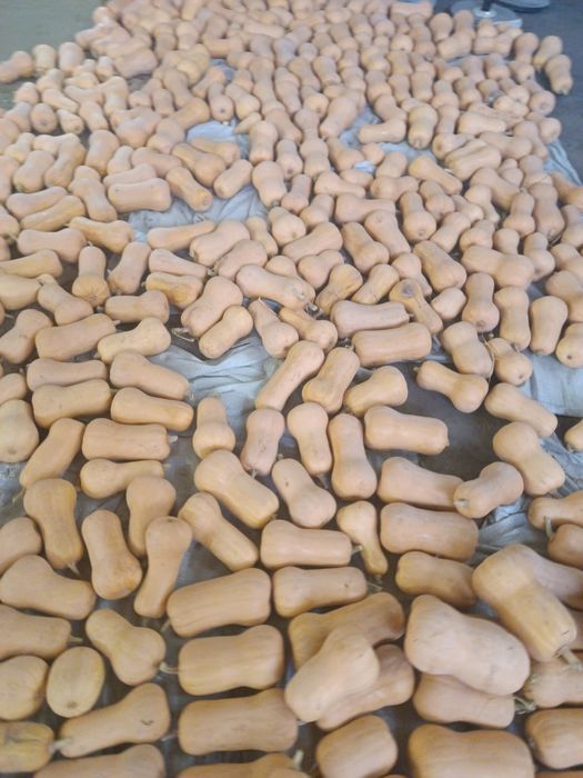 Тиква сладкая Аскабак