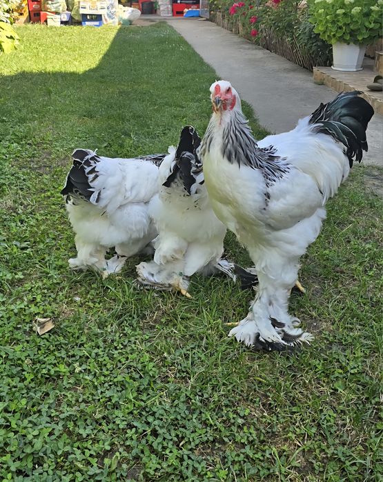 Gaini Brahma de vanzare