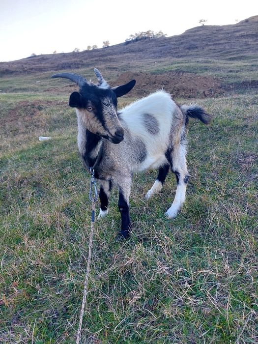 Vând echipa de capre cu țap