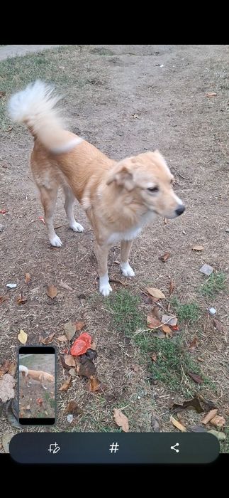 Donez pincheri pitici