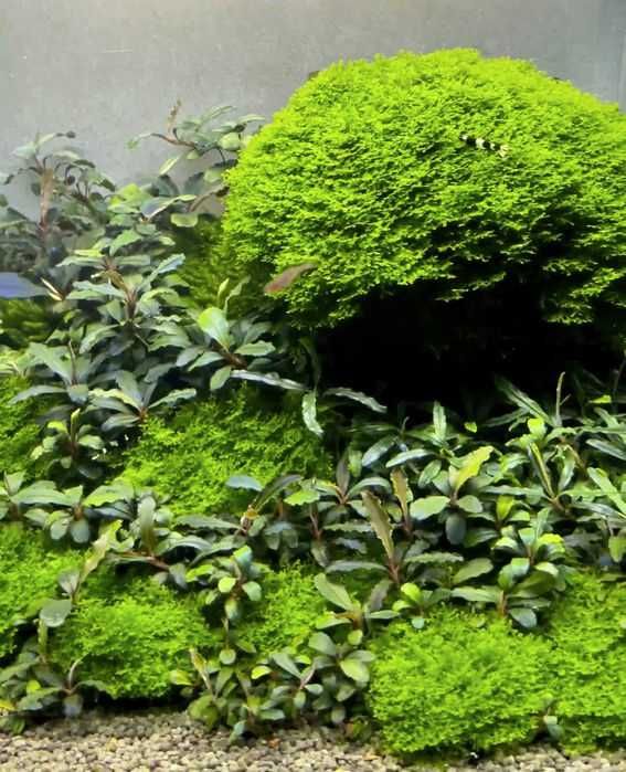 Plante naturale acvariu Hygrophila Pinnatifida Rotala Red Singapore