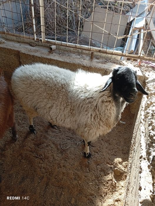 Ок кора кулок бугоз куй тезда сотилади шошилинг!семиз  чиройли йош