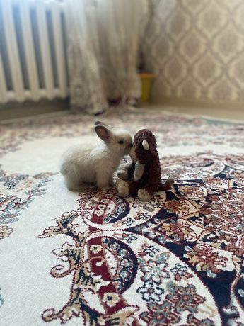 Декоративный крольчонок