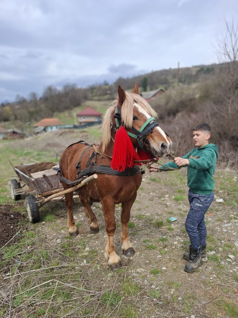 Vand 3 manzi cumințit