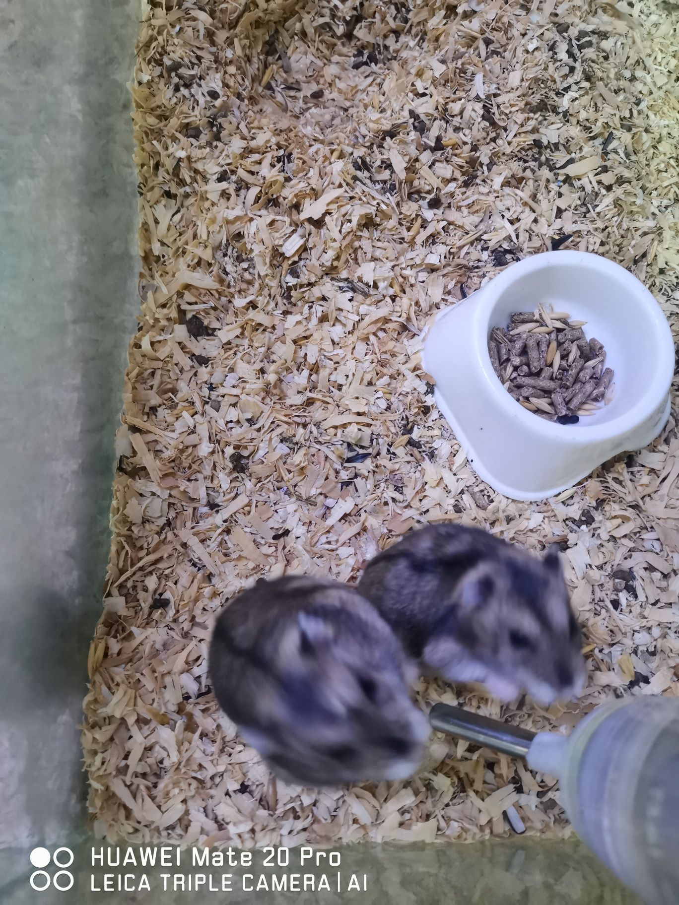 Vând Hamster pitic