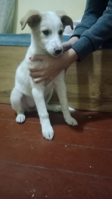 Любознательная собака