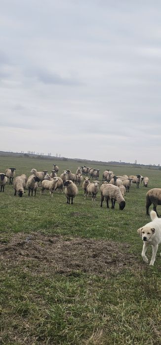 De vanzare oii Suffolk