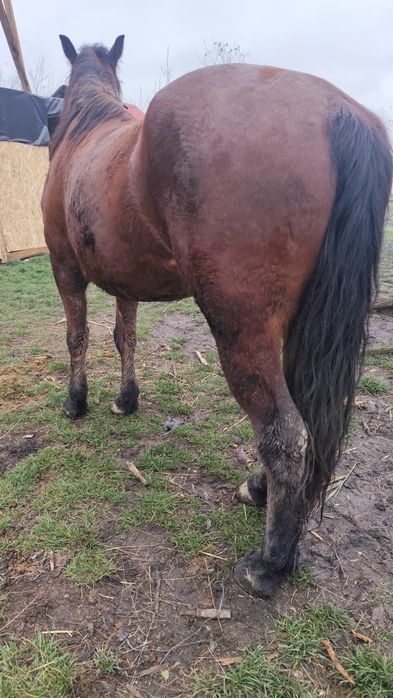 Vând sau schimb mânz de trei ani decastrat e cuminte nu merge bine la