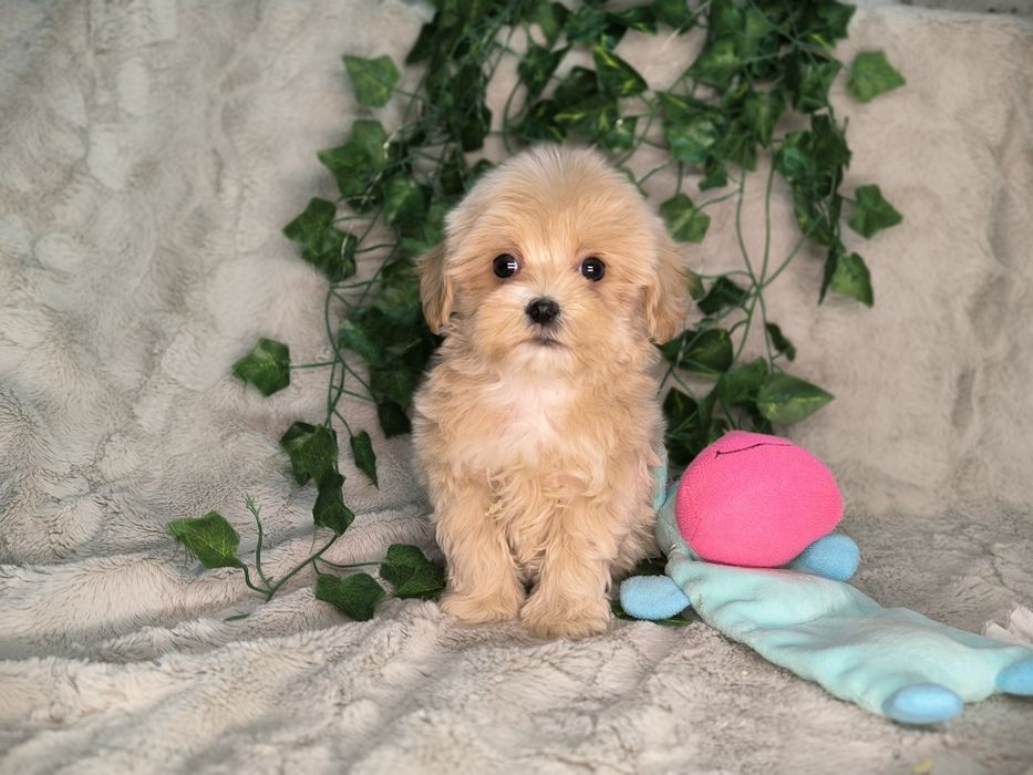 Vand baietel maltipoo toy - minitoy F1