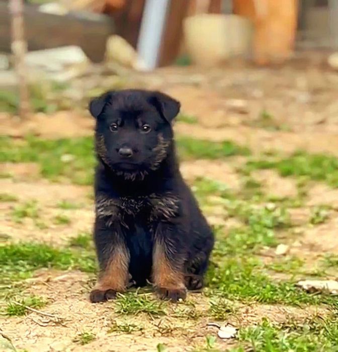 Ciobanesc german linie de lucru