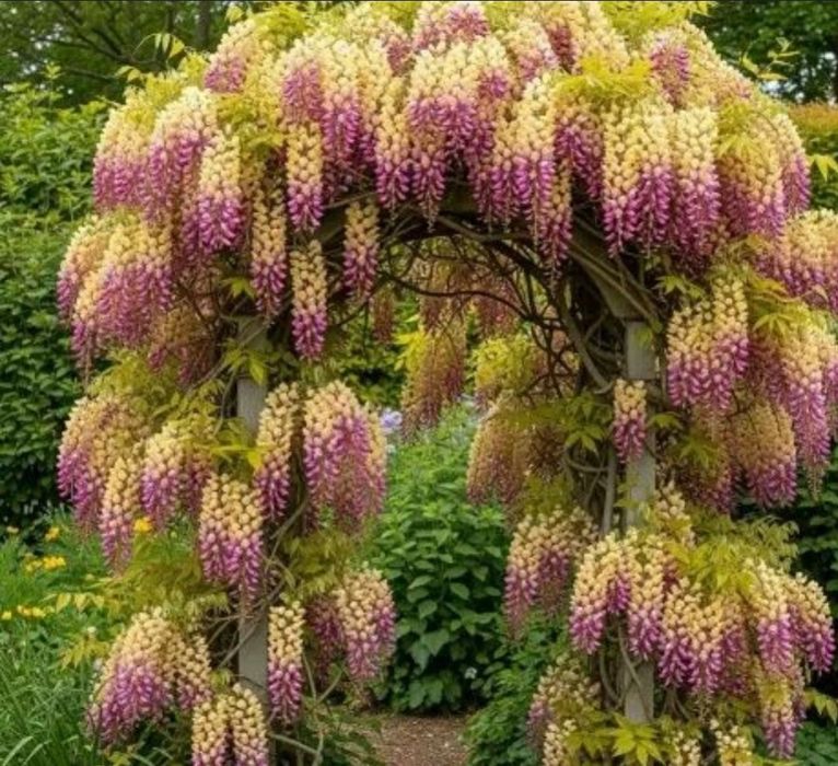Wisteria (Glicina) Bicolora