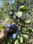 Prune pentru tuica