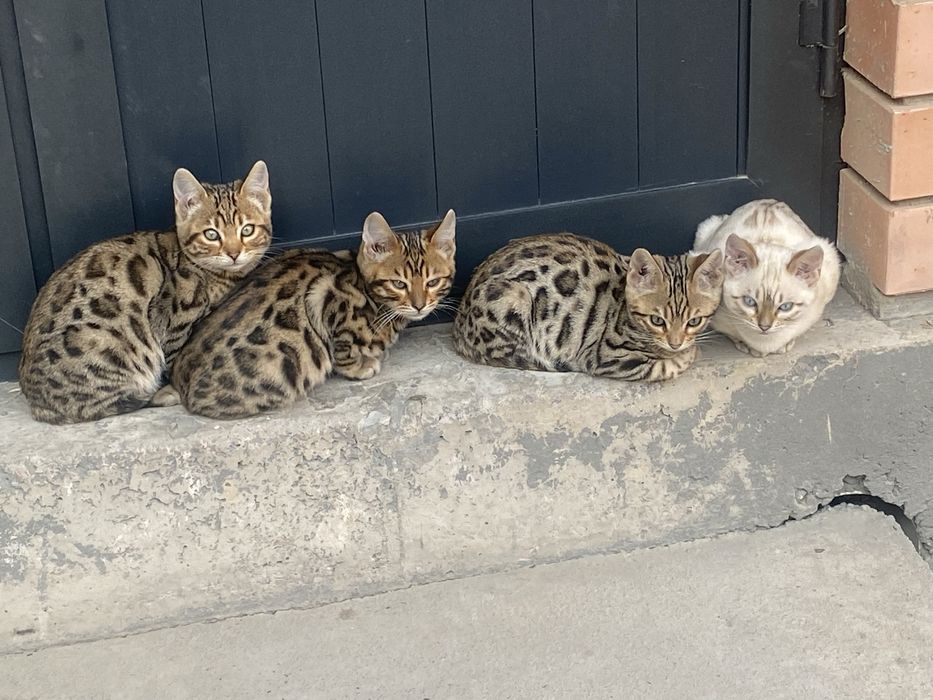 mushuklar sotiladi soglom toza