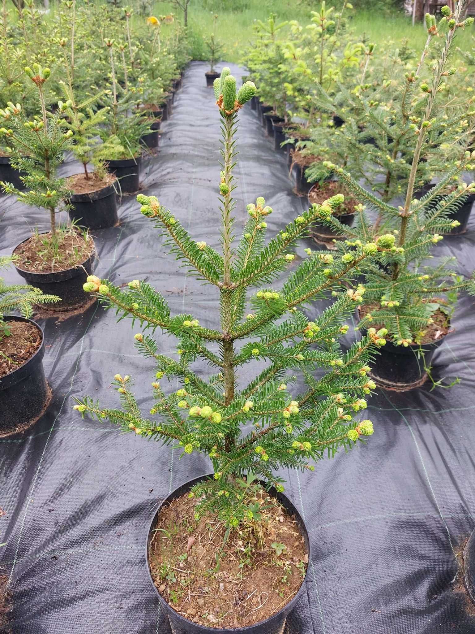 Brad american Abies fraseri la ghiveci 5L- inaltime 60-80 cm (6 ani)