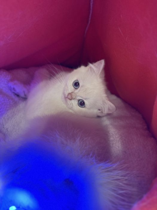 British Shorthair cu pedigree, vaccinuri la zi – super blând