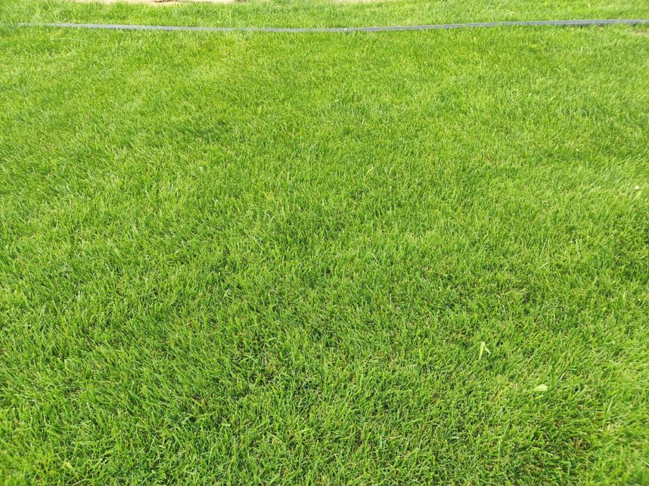 Tayyor gazon chim sifatli