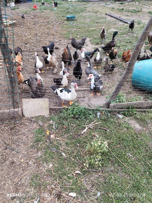Rate mute caută casa noua
