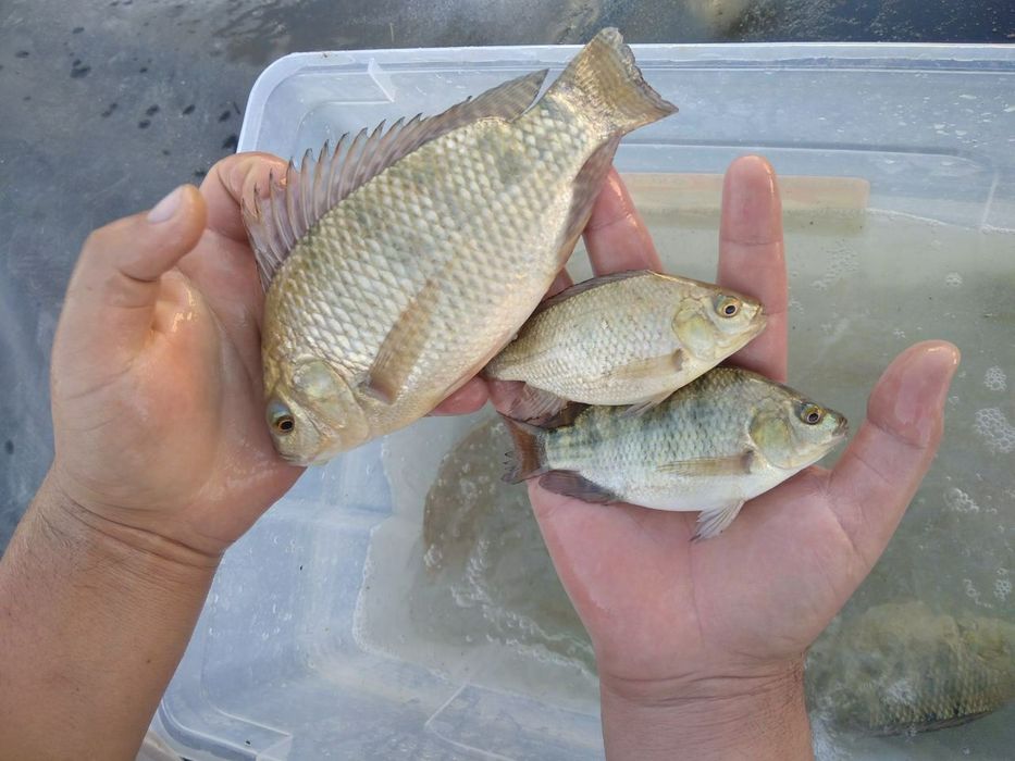 Tilapia mossambica тиляпия бор манзил тошкентда