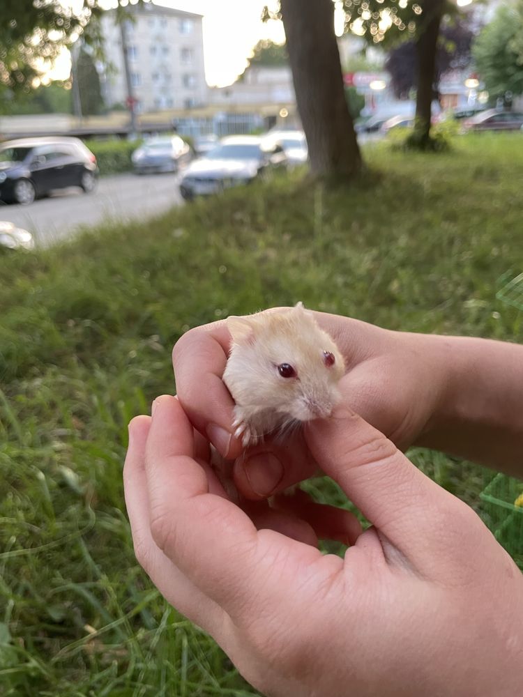 Vând pui de hamsteri