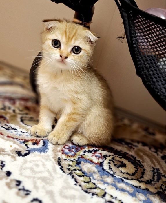 Скотиш фолд золотая шиншилла