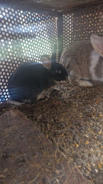 Vând 2 iepuri de casa