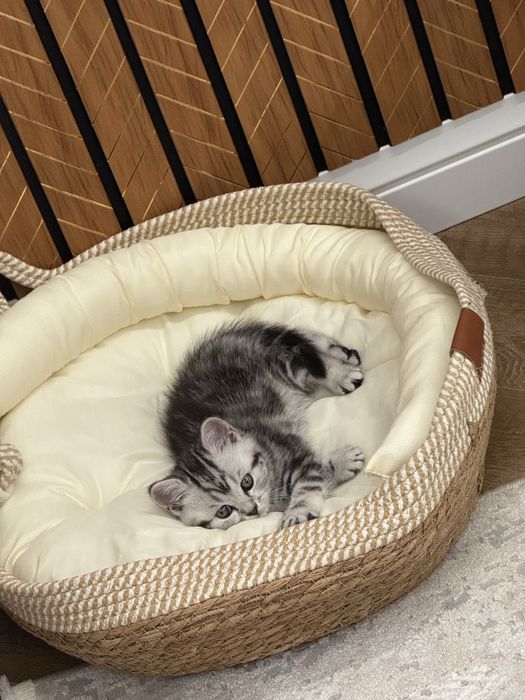 Продам ласкового котёнка