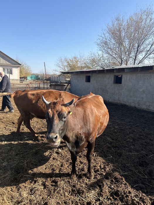 Крупно рагатый скот