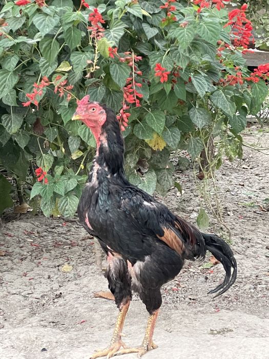 Horoz tovq la sotiladii