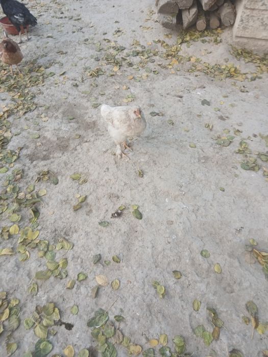 Домашние животные товуклар