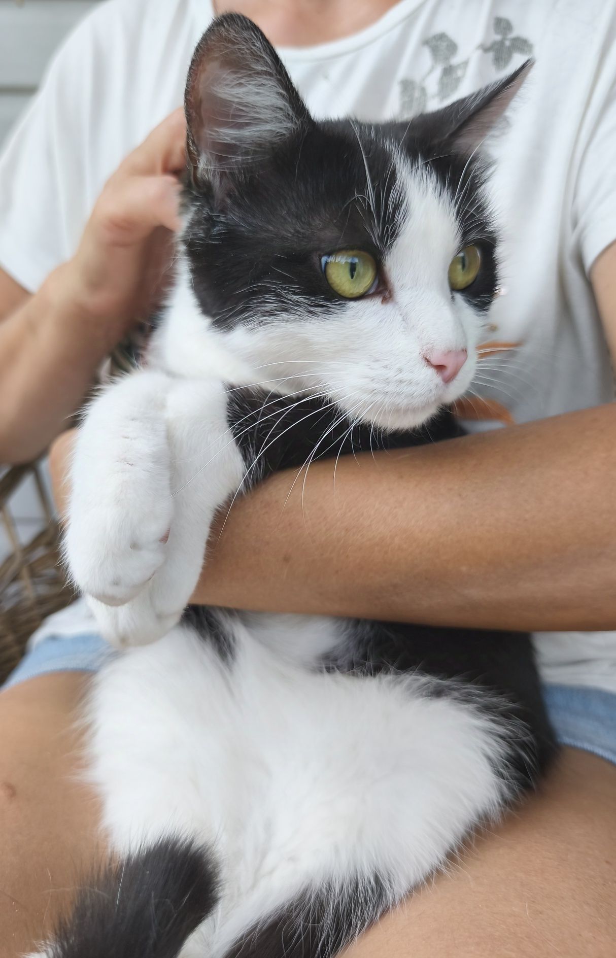 Котик Ванечка ищет дом