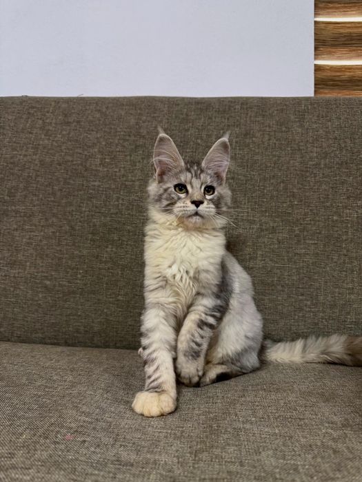 Maine coon cu pedigree felisa autorizata